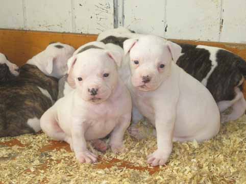 amerikaanse bulldog pup